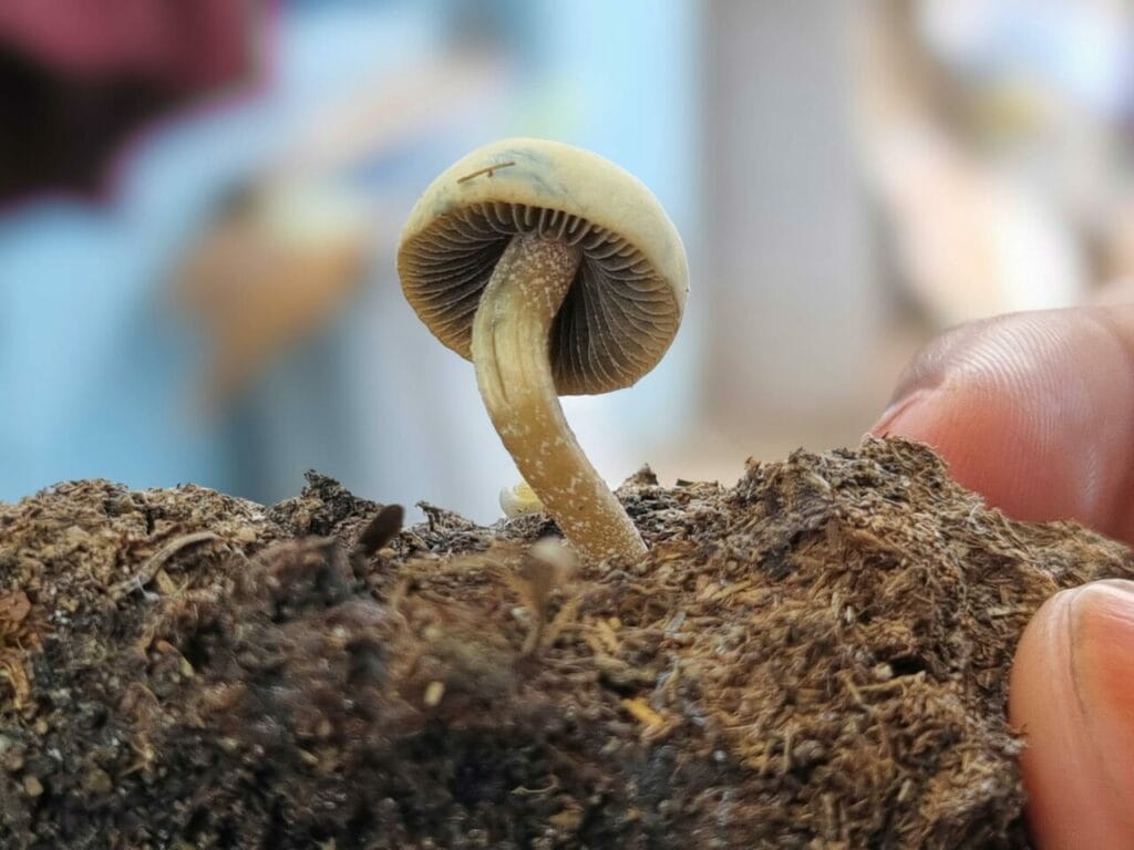 Athletes Opt for Psychedelics to Heal After Life-Changing Injuries Magic Mushroom Dispensary