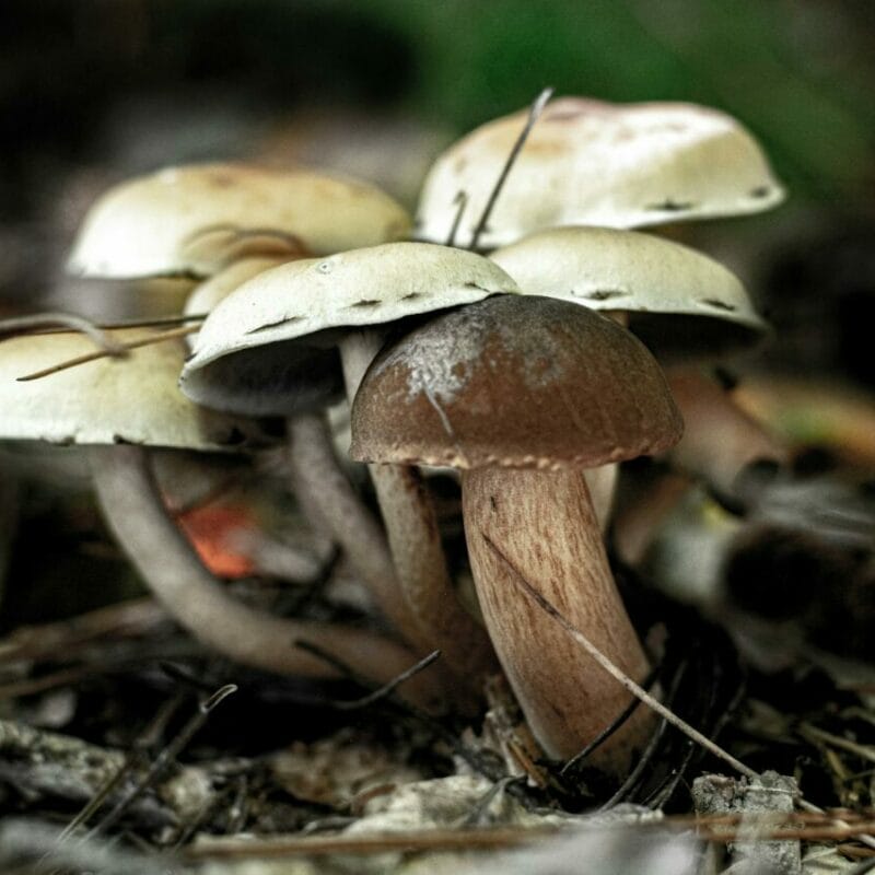 psilocybin mushroom | Shroom Gummies Canada