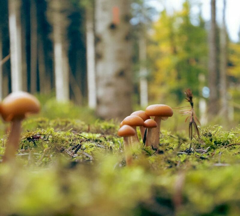 Magic Mushroom Dispensary | Shroom Gummies Canada