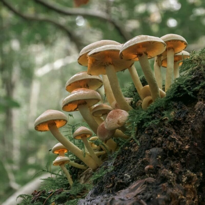 Shrooms online | Shroom Gummies Canada