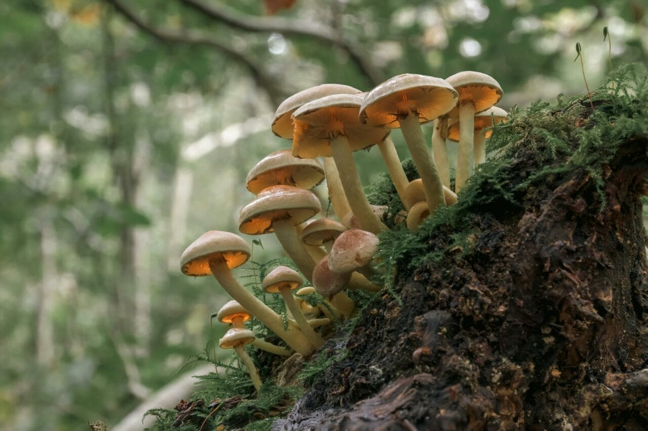 Psilocybin Found in Magic Mushrooms Enhances Sexual Performance and Satisfaction
