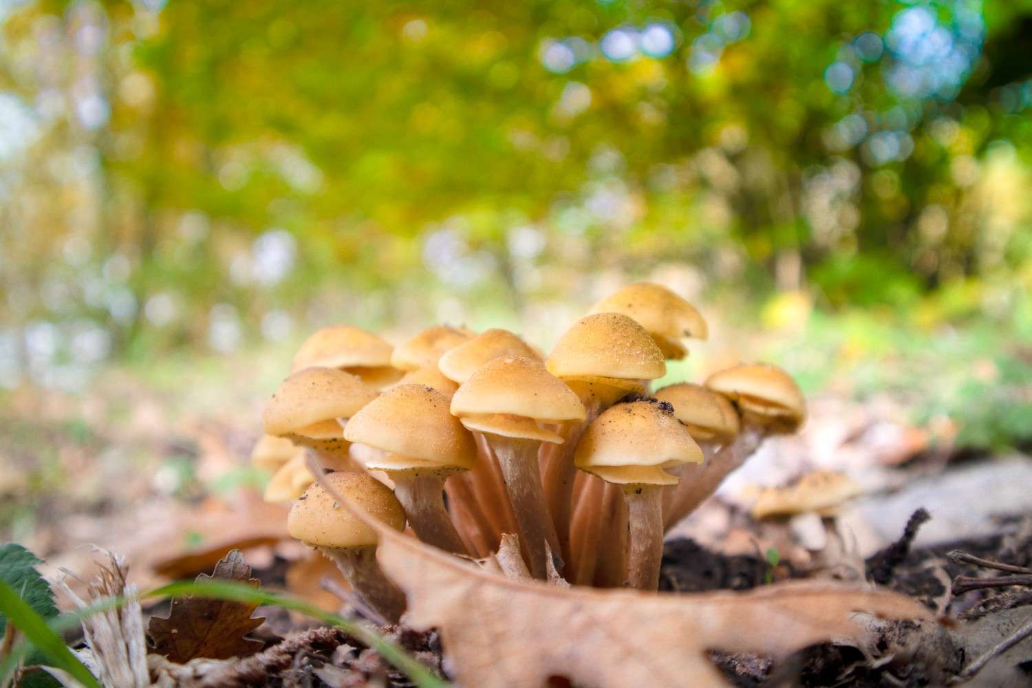 Psilocybin Mushrooms Expand Beyond Canada – The Global Phenomenon of Microdosing