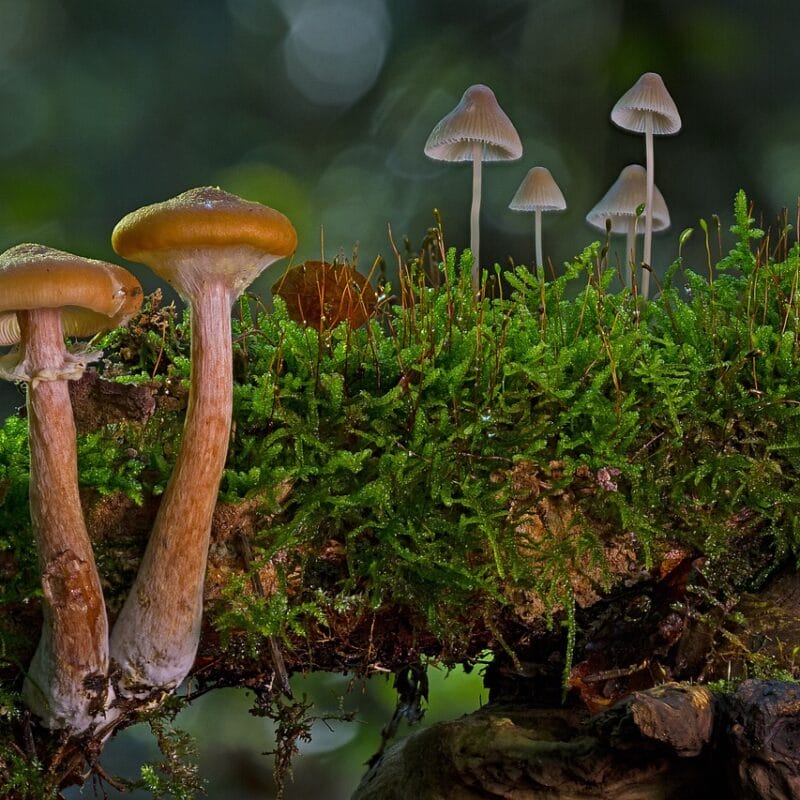 magic mushroom in Canada | Shroom Gummies Canada