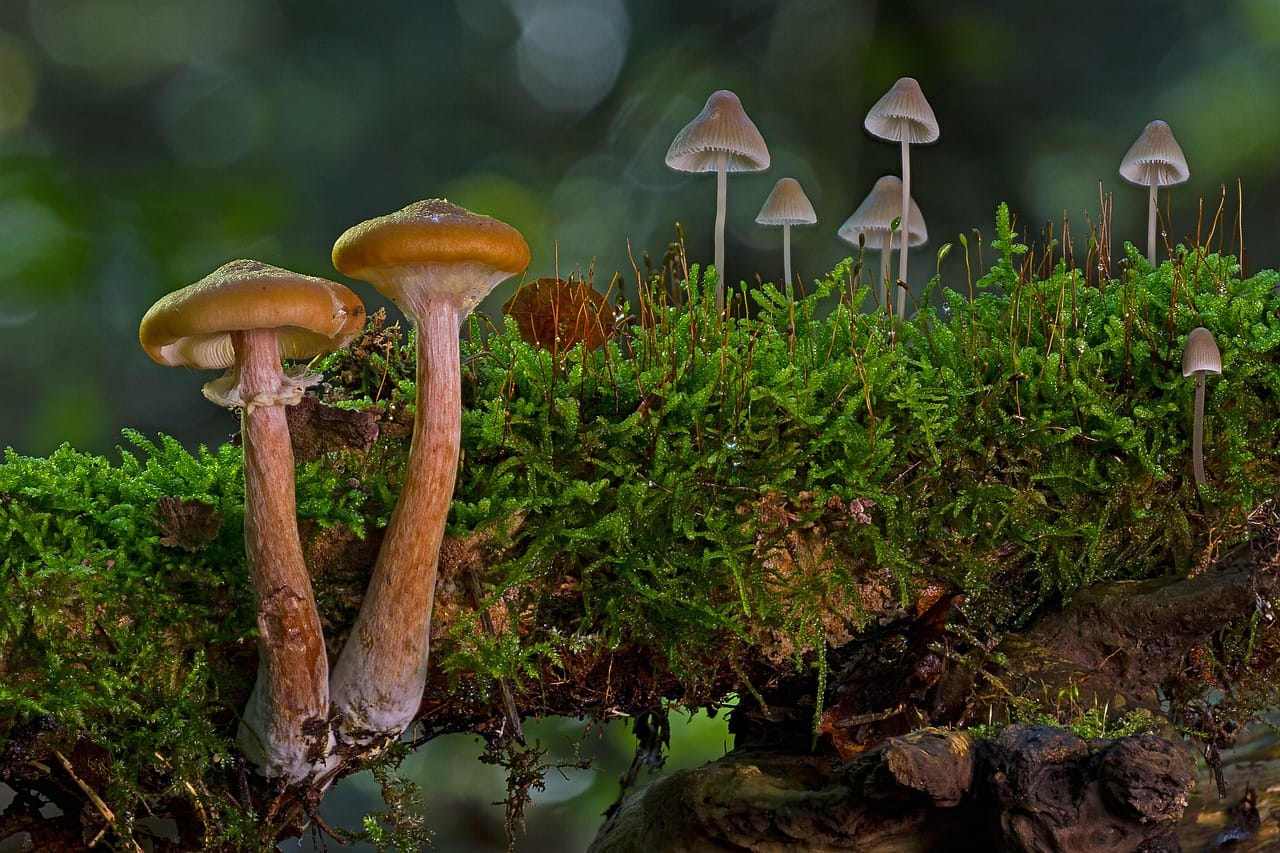 The Majority of Canadians, 80% in Fact, Advocate for the Use of Mushrooms in Treating Existential Distress