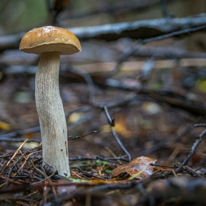 Shrooms online | Shroom Gummies Canada