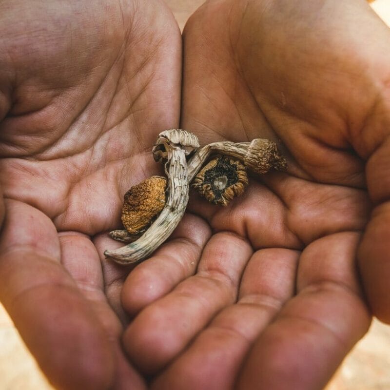 dried shrooms | Shroom Gummies Canada