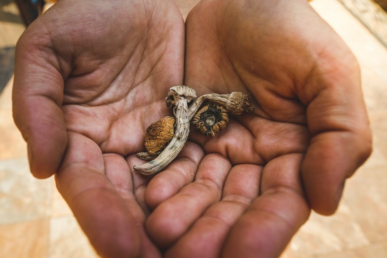 Comparing Dried Mushrooms to Other Psychedelics: What are the Differences?