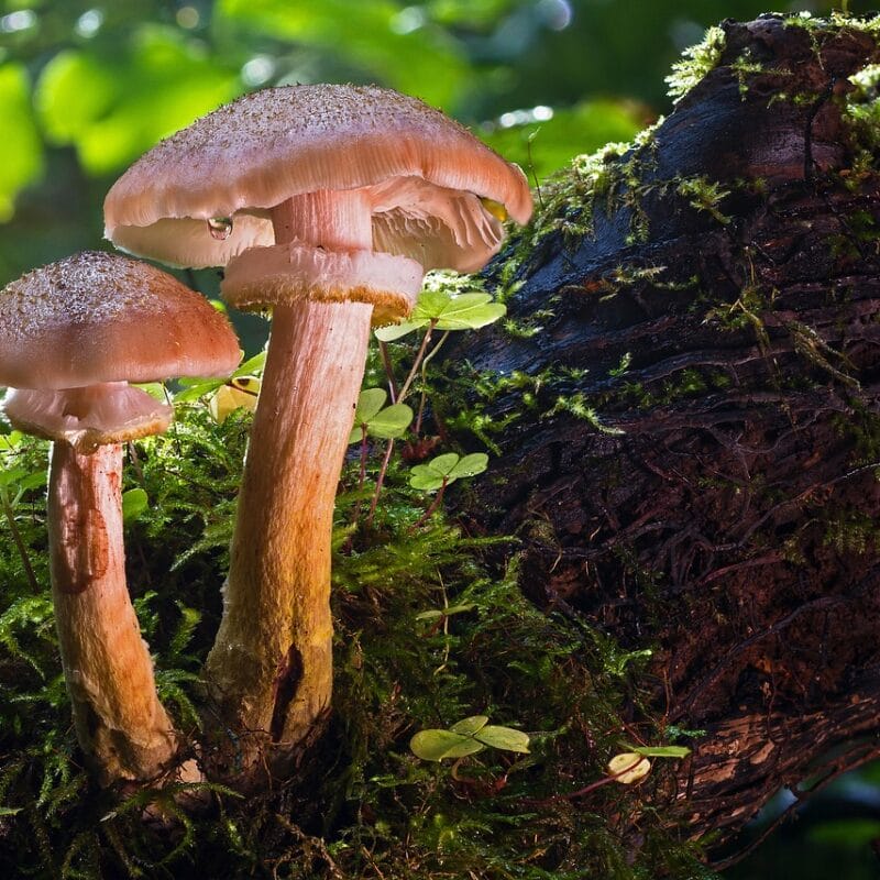 magic mushroom delivery | Shroom Gummies Canada