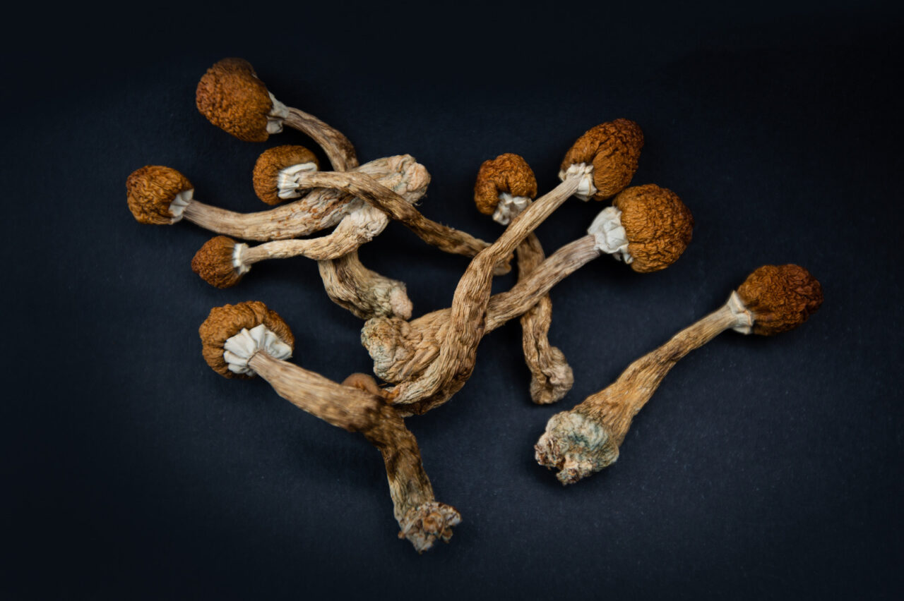 Dried magical Shroomies Dried magic mushrooms