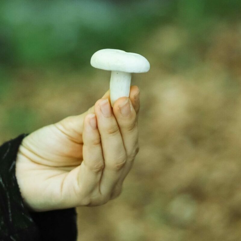 shrooms online in Canada | Shroom Gummies Canada