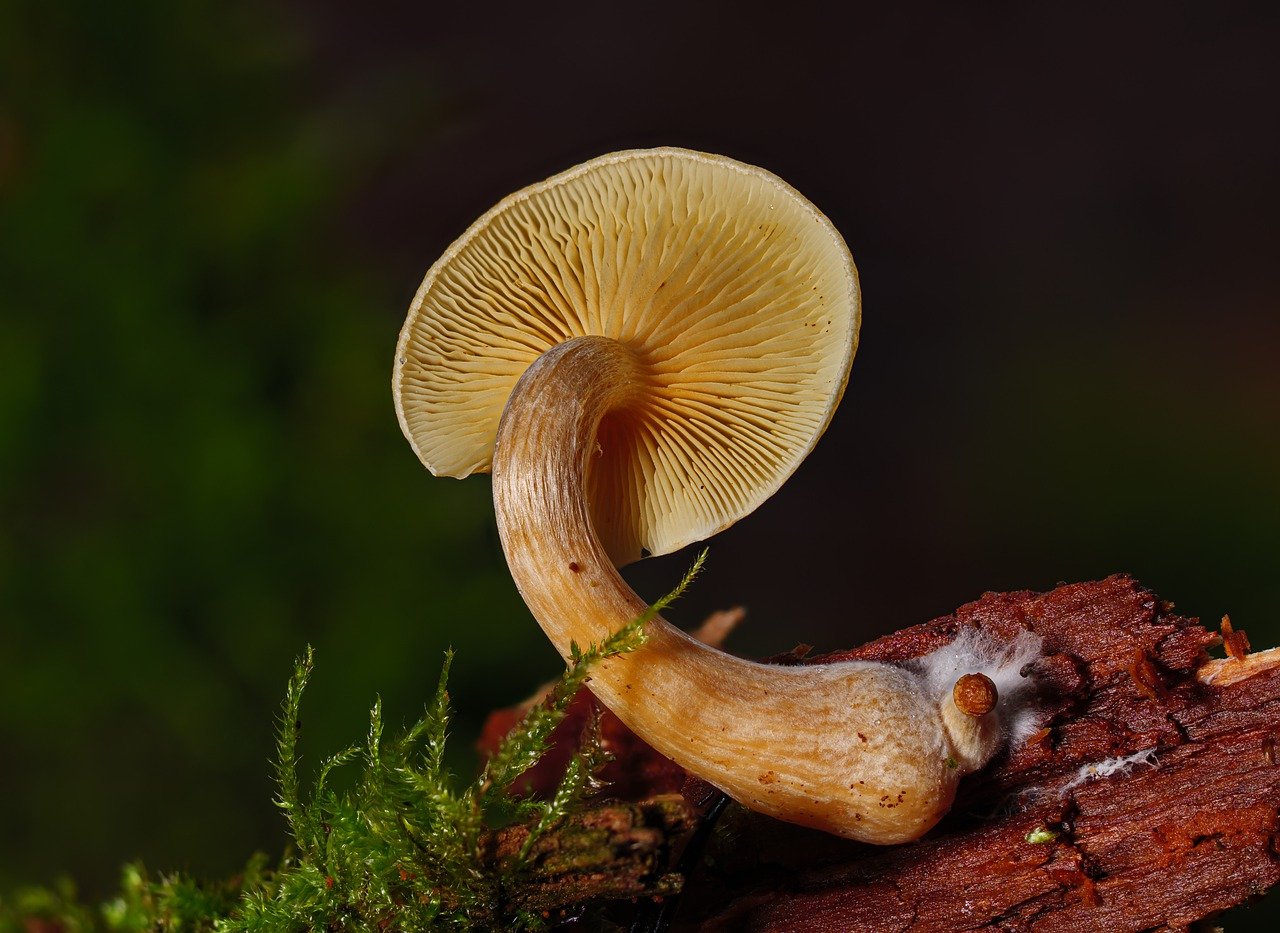 An Overview of the Alacabenzi Strain – Essential Information for First-Time Users