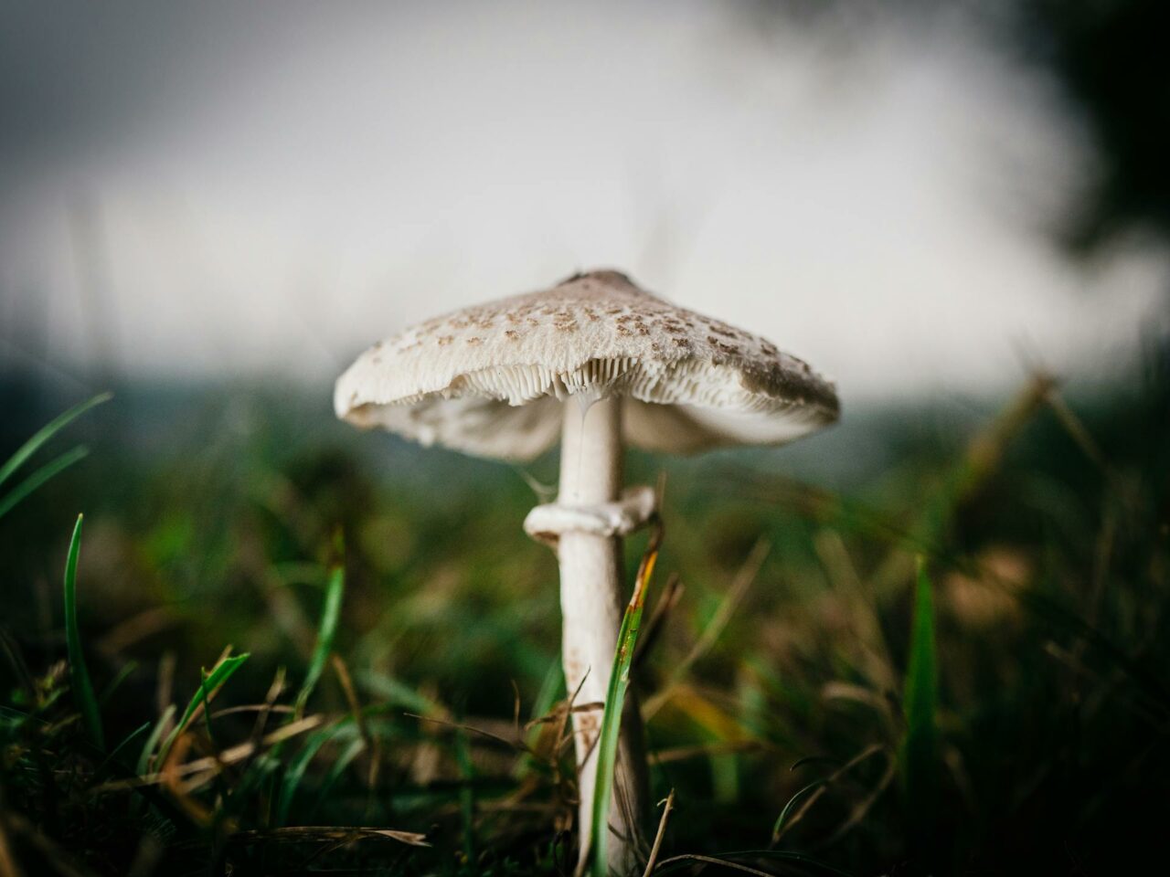 What Complements White Monster Magic Mushrooms for an Augmented Experience?