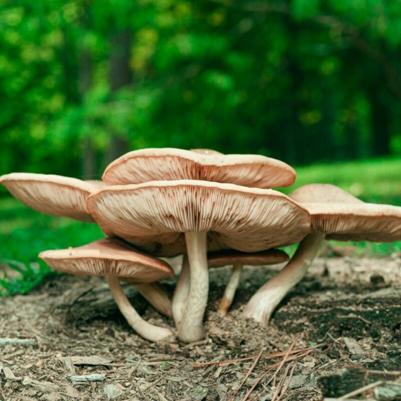 Big Daddy Mushroom | Shroom Gummies Canada