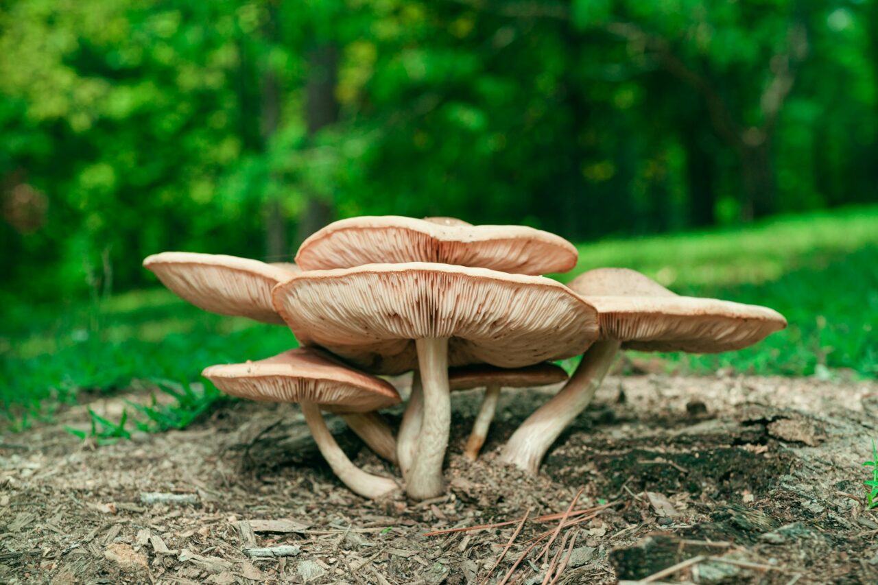 Experienced the Big Daddy Mushroom during a Hike—Rated it a Perfect 10/10, Would Definitely Try Again