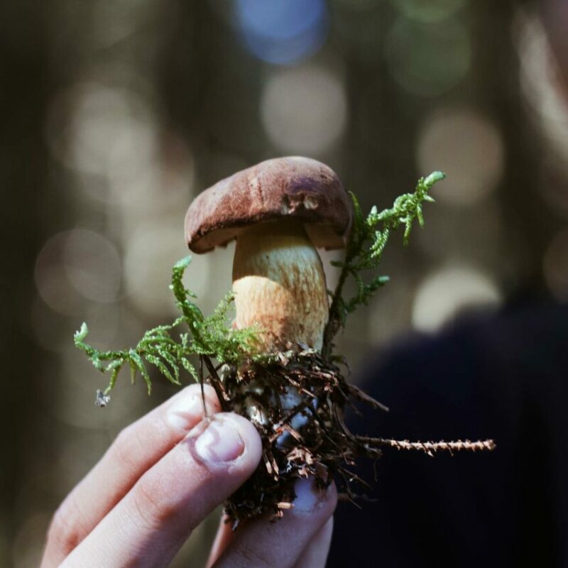 Buy Shrooms | Shroom Gummies Canada