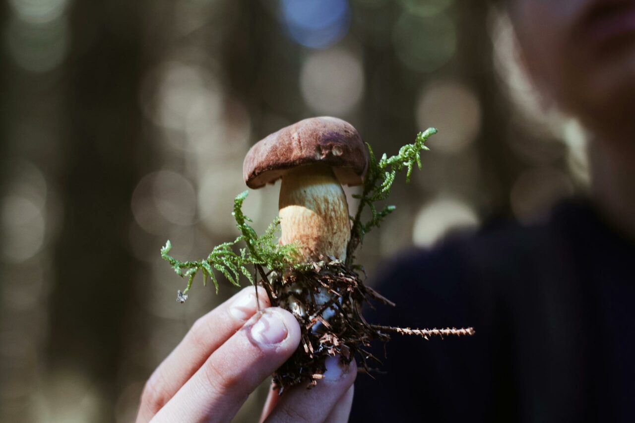 Purchasing Psilocybin Online? A Retiree Regrets Not Using Shrooms 45 Years Earlier