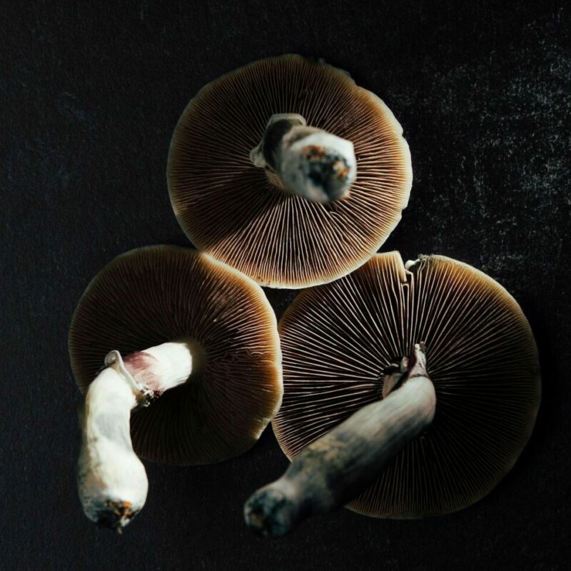 Magic Mushroom Canada | Shroom Gummies Canada