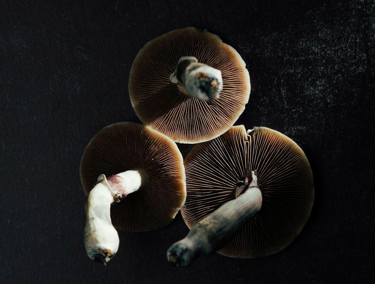 Canada’s Magic Mushroom – Experts Elucidate Why Natural Psilocybin Has a Stronger Impact Than Its Laboratory-Produced Counterpart