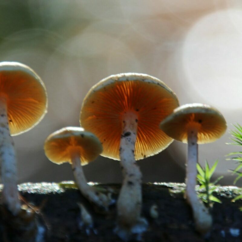 Magic Mushroom Delivery | Shroom Gummies Canada