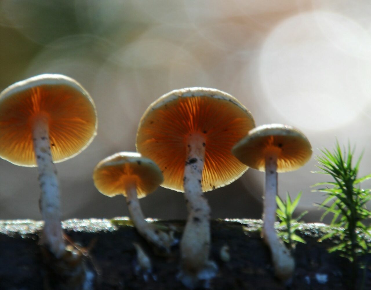 How the Delivery of Magic Mushrooms Altered My Psychedelic Experiences (for the Better)
