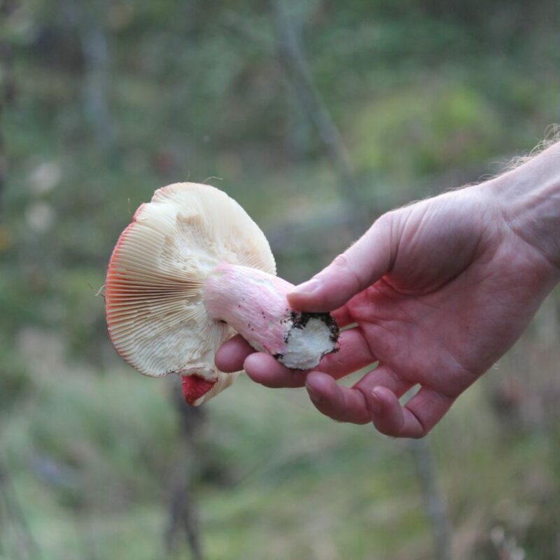 Magic Mushroom Delivery | Shroom Gummies Canada