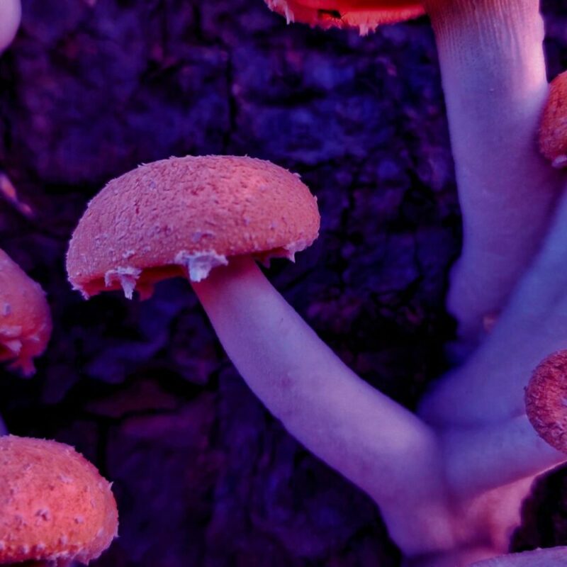 Mushroom Dispensary | Shroom Gummies Canada