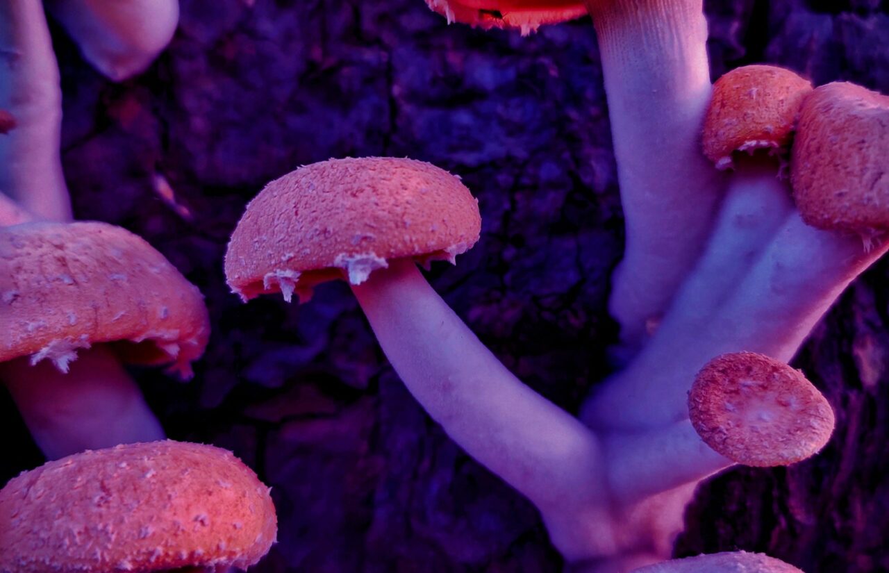 How a Mushroom Dispensary’s Psilocybin Might Help Reconfigure Minds Affected by HIV-Related Stigma