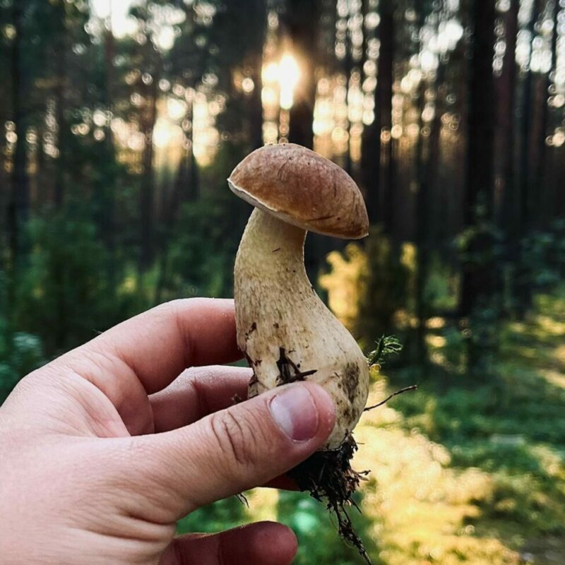 Shrooms Delivery Canada | Shroom Gummies Canada