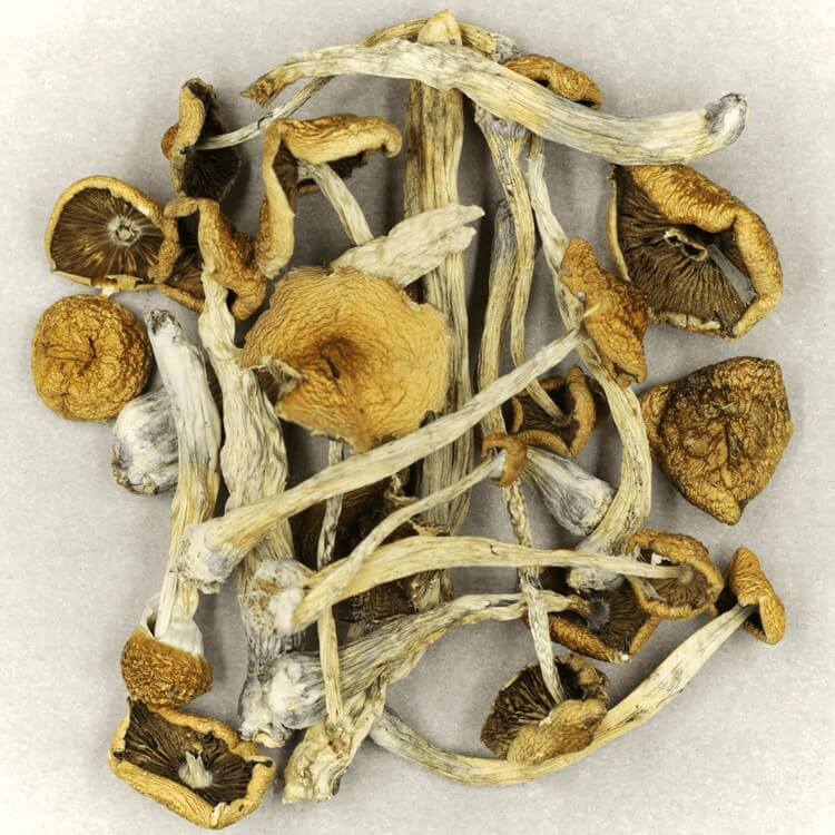 Specialists are Utilizing Innovative Methods to Gauge the Potency of Psilocybe Mexicana and Other Varieties for More Secure Medicinal Application