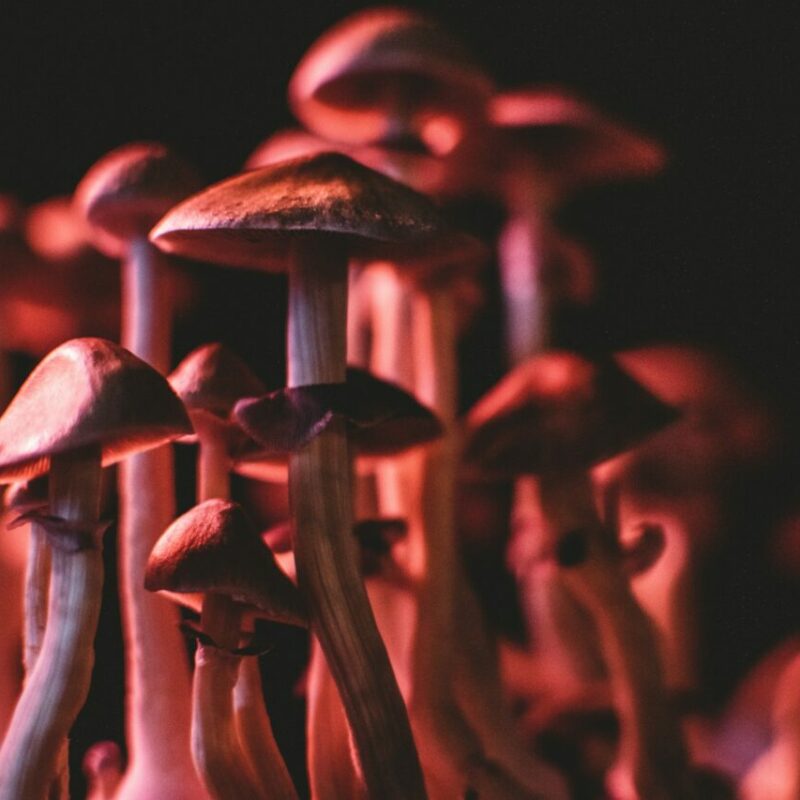 | Shroom Gummies Canada