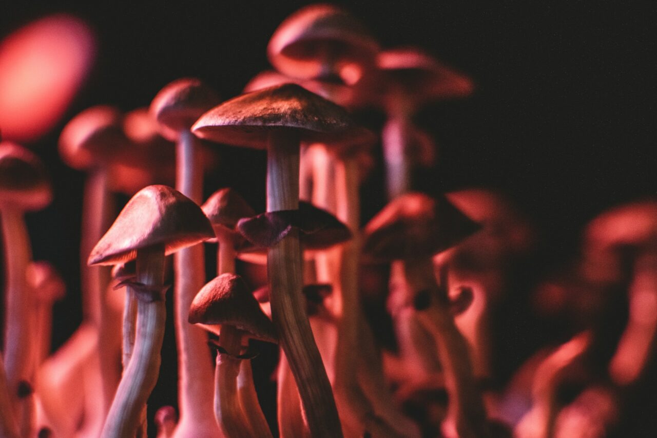 How I Successfully Acquired Psychedelics Online (While Evading Fraudulent Schemes)